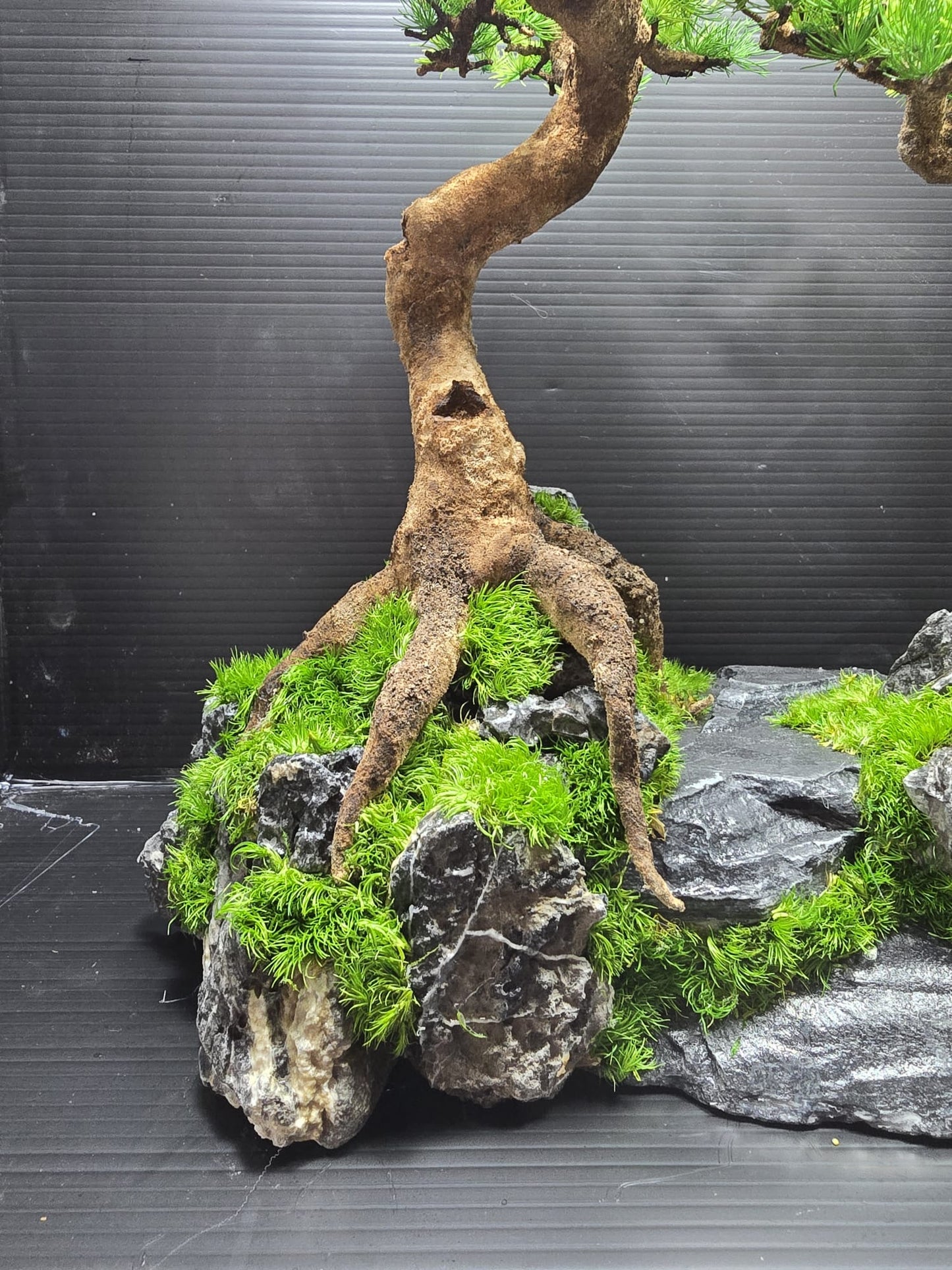 “Rooted Poise” — Preserved Botanical Sculpture A03