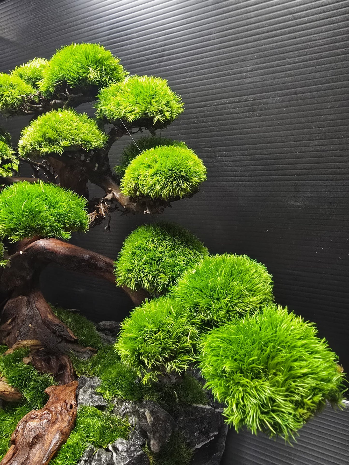 “Verdant Ascent” — Preserved Botanical Sculpture B01
