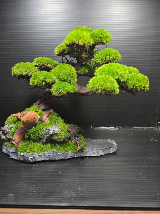 “Silent Grove” — Preserved Botanical Sculpture B02