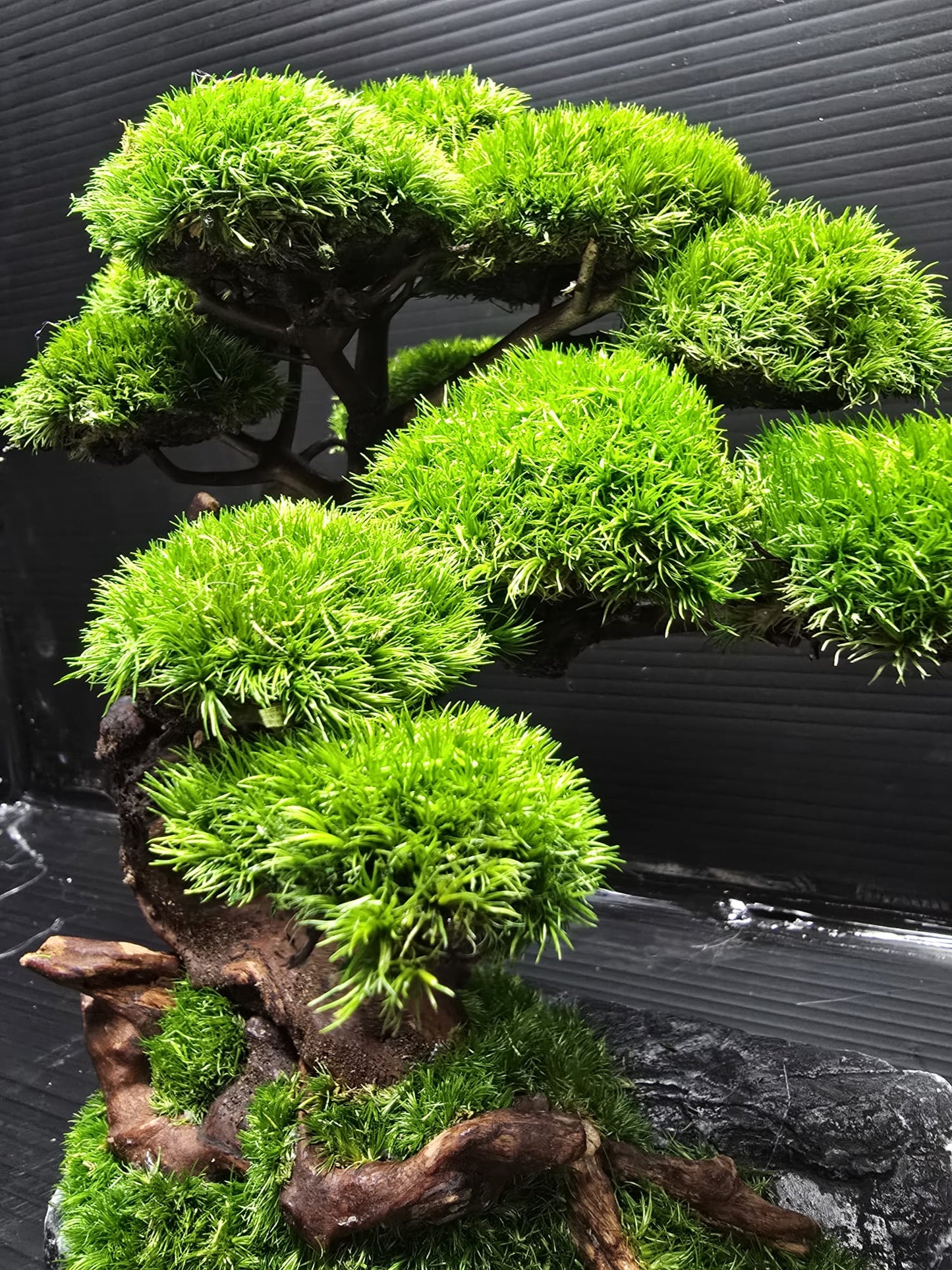 “Timber Serenity” — Preserved Botanical Sculpture E01