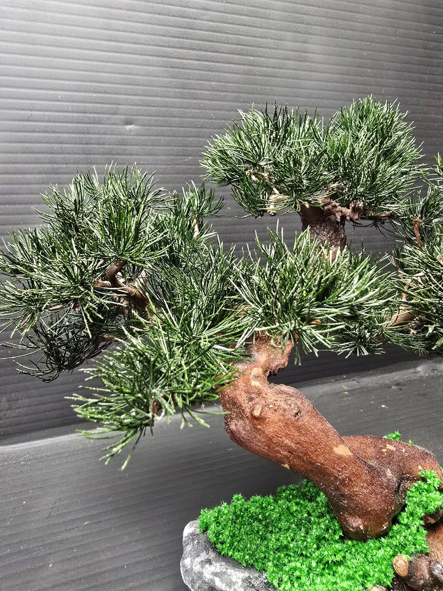 “Lowland Serenity” — Preserved Botanical Sculpture E05
