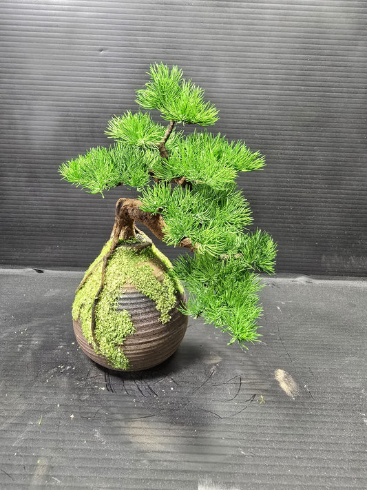 "Rooted Vessel" - Preserved Botanical Sculpture F10