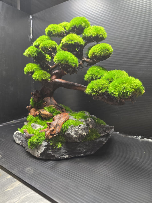 “Verdant Ascent” — Preserved Botanical Sculpture B01