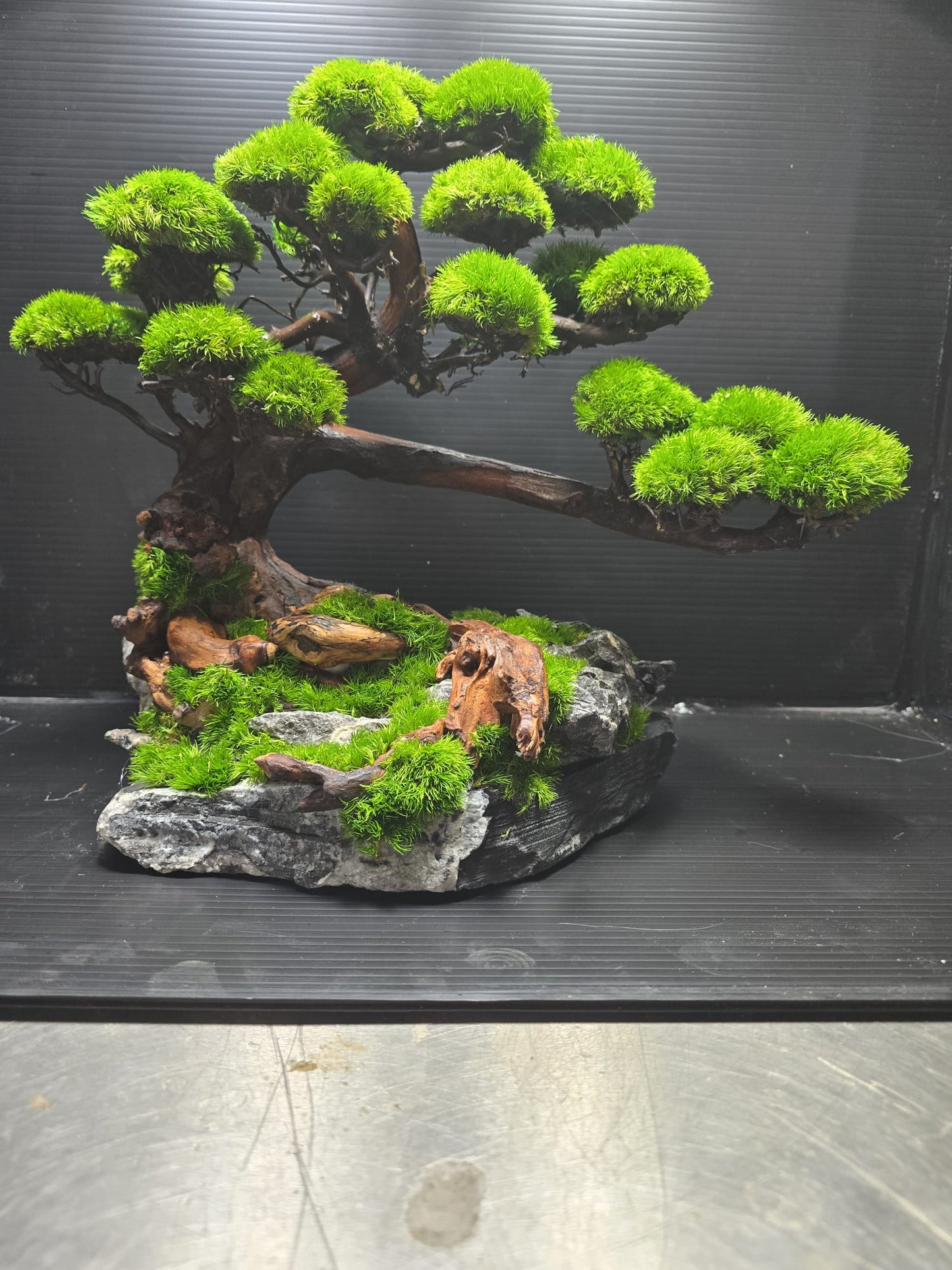 “Verdant Ascent” — Preserved Botanical Sculpture B01