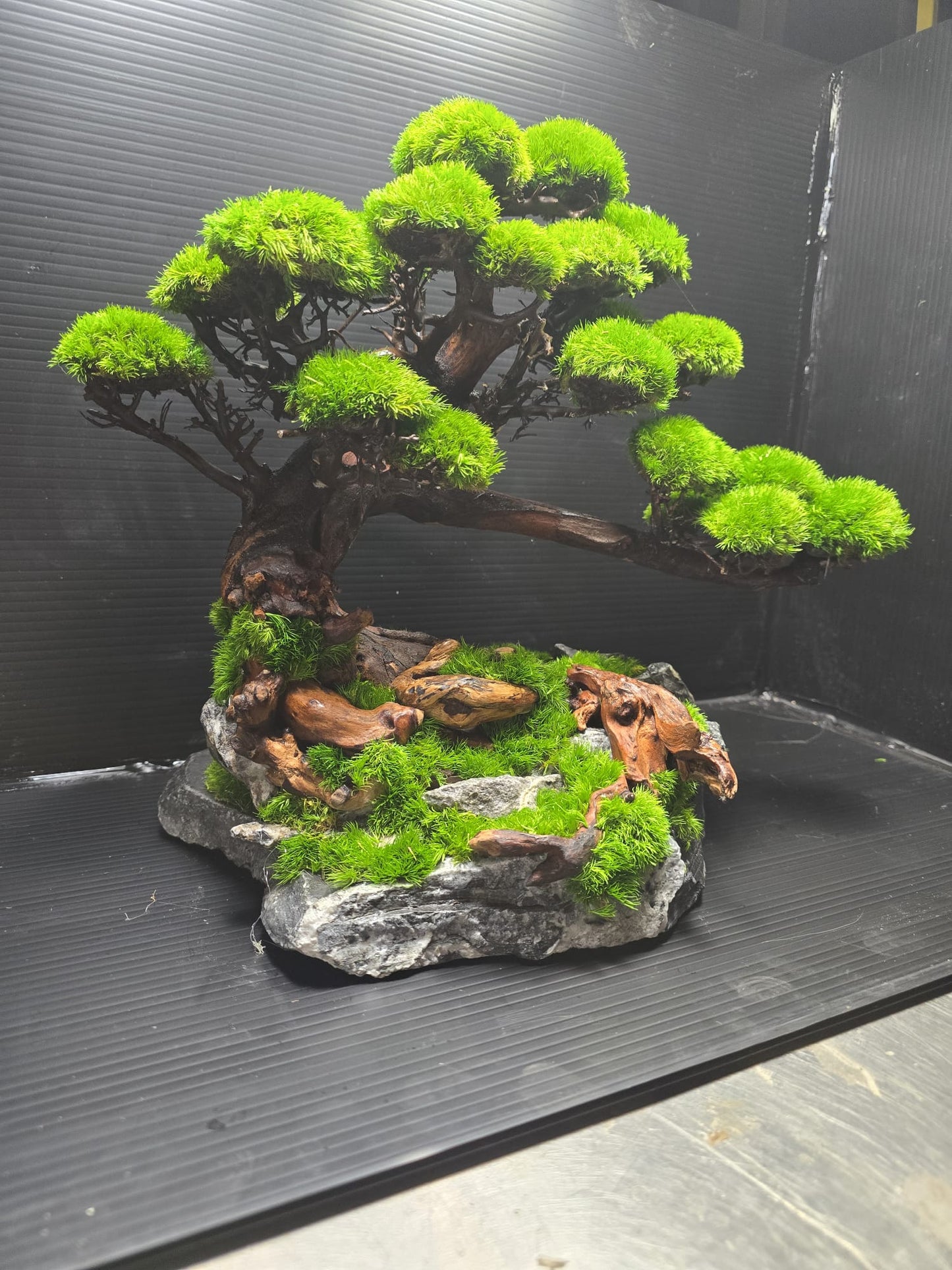 “Verdant Ascent” — Preserved Botanical Sculpture B01