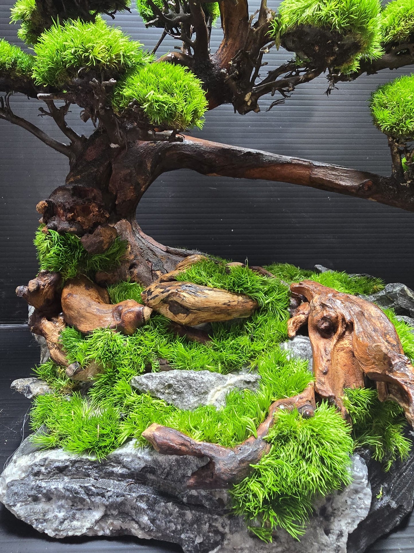 “Verdant Ascent” — Preserved Botanical Sculpture B01