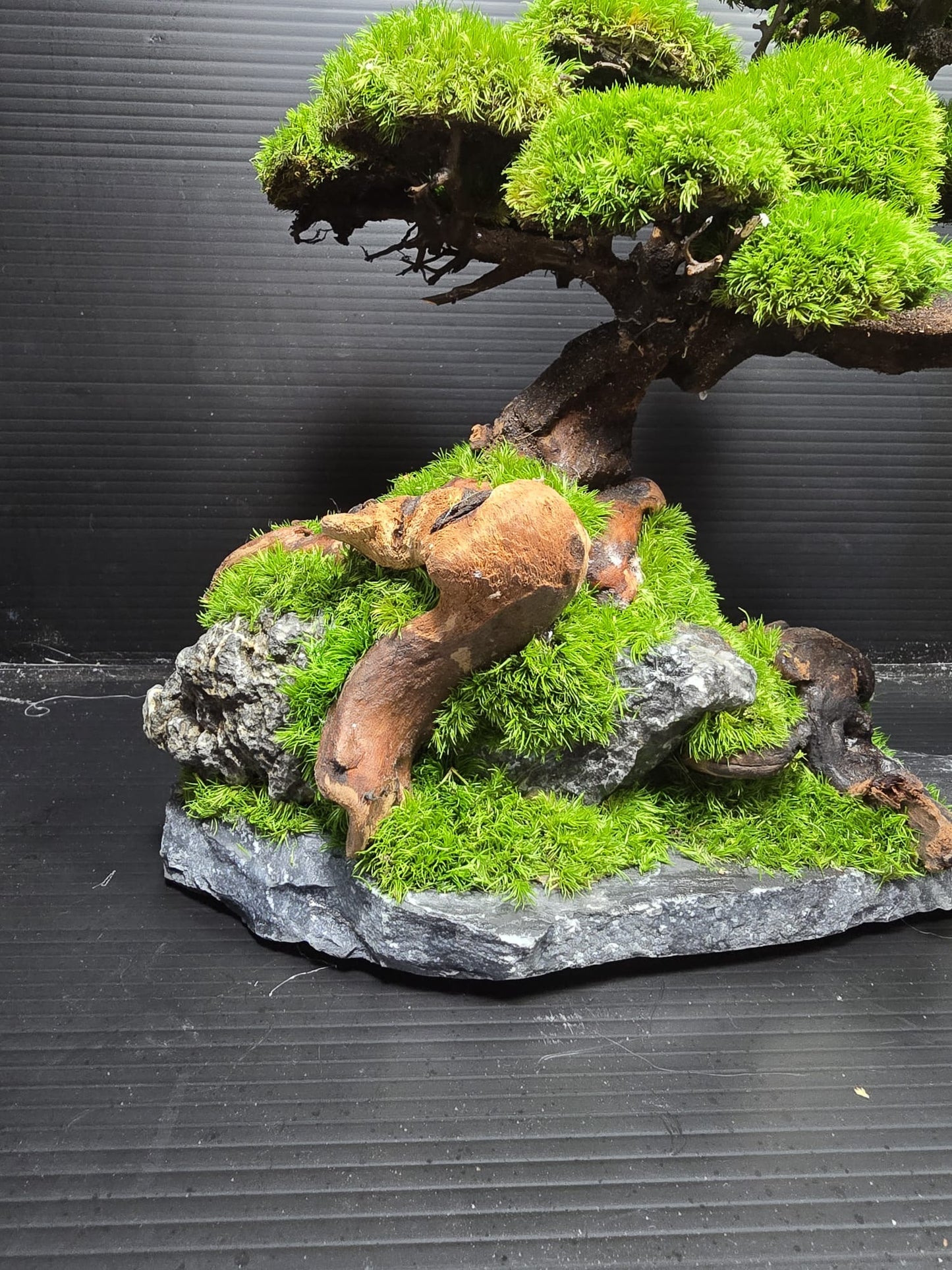“Silent Grove” — Preserved Botanical Sculpture B02