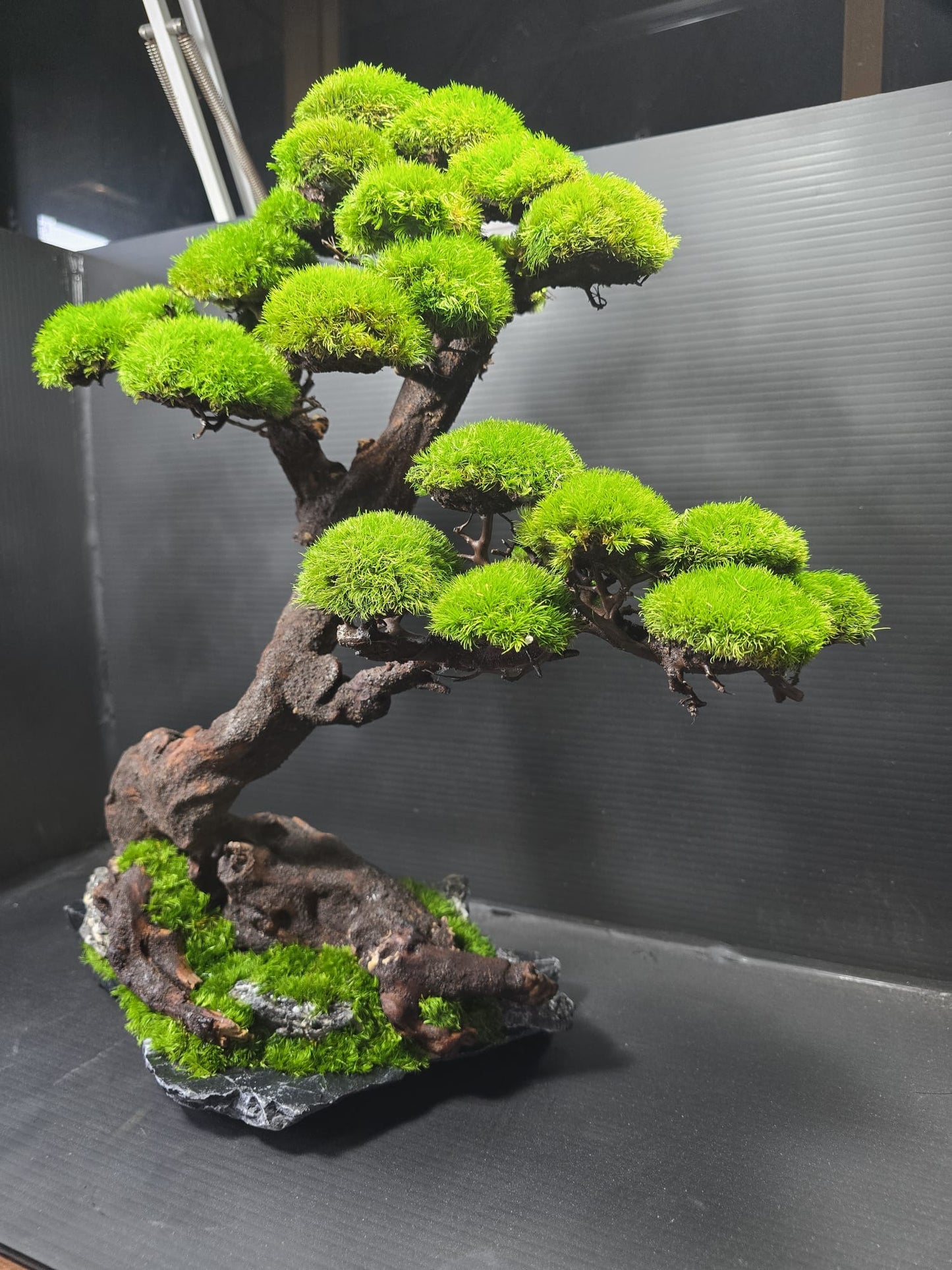 “Verdant Ascent” — Preserved Botanical Sculpture B04