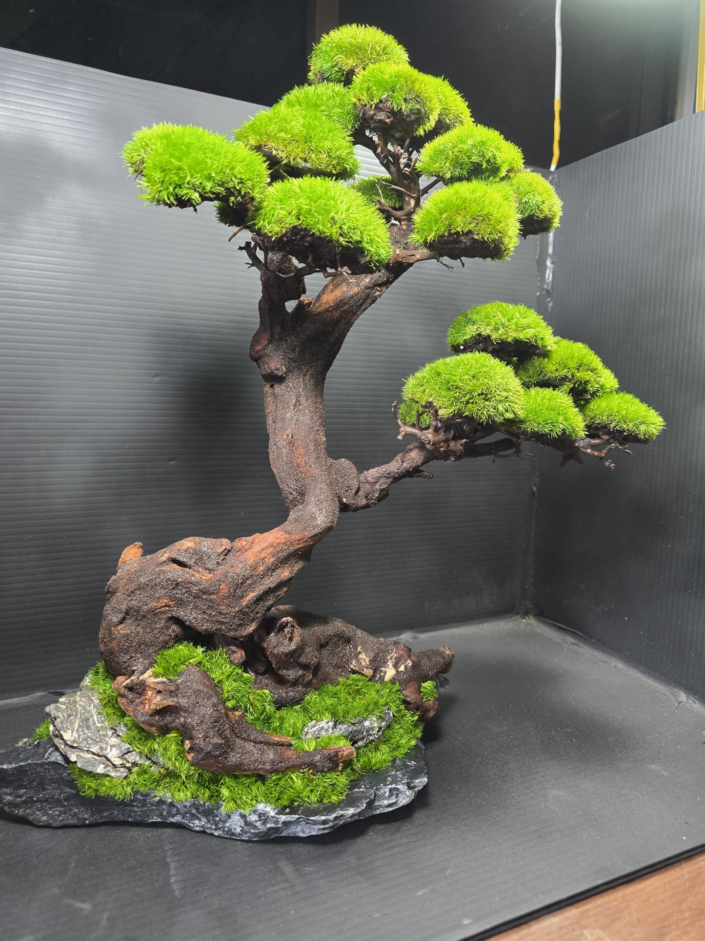 “Verdant Ascent” — Preserved Botanical Sculpture B04