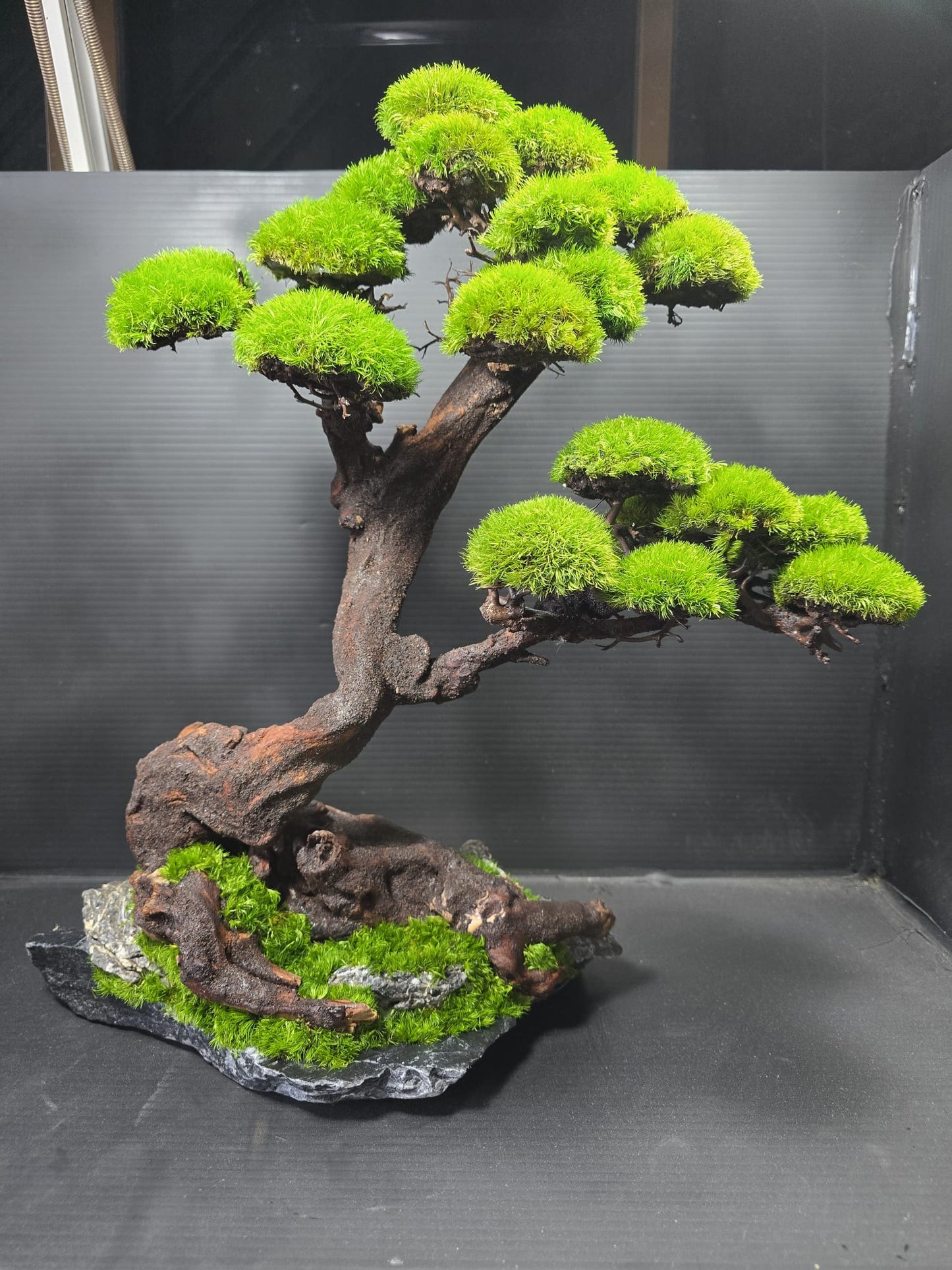 “Verdant Ascent” — Preserved Botanical Sculpture B04