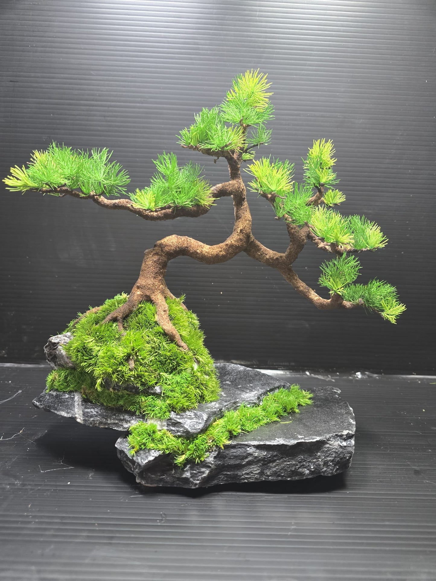 “Silent Balance” — Preserved Botanical Sculpture C01