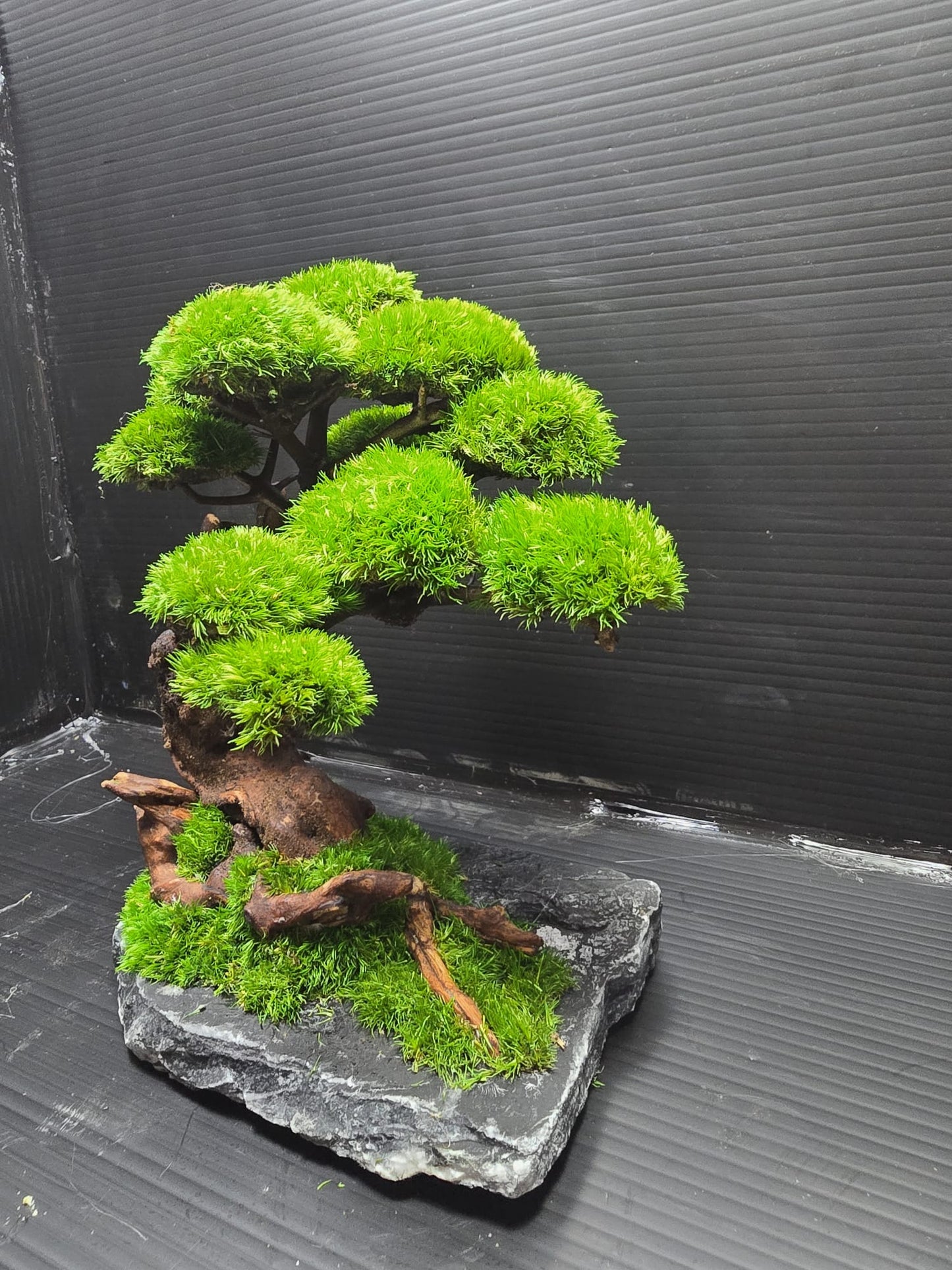 “Timber Serenity” — Preserved Botanical Sculpture E01