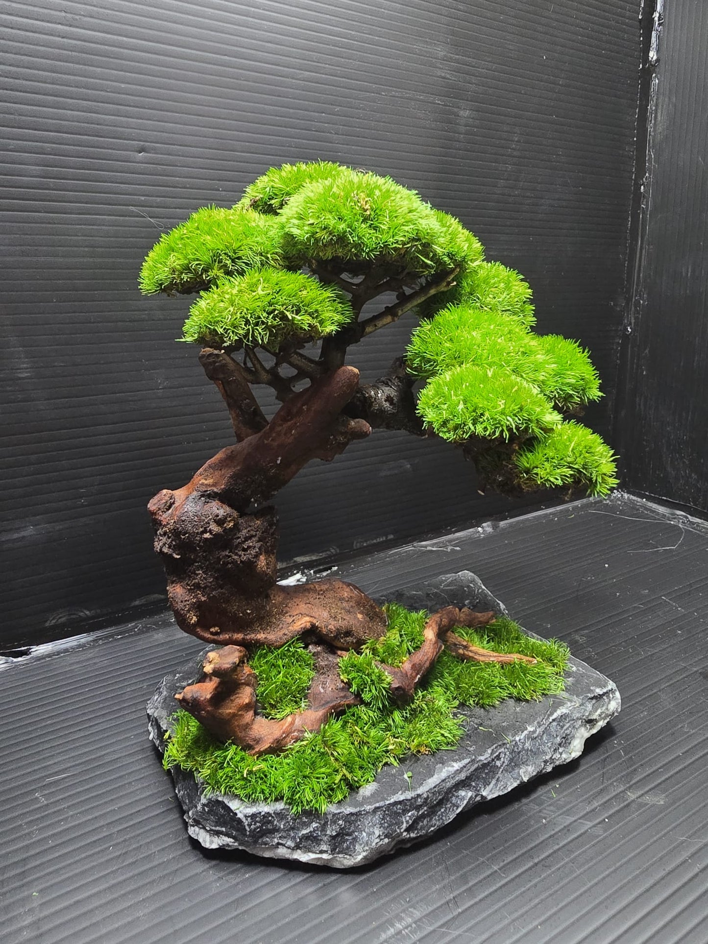 “Timber Serenity” — Preserved Botanical Sculpture E01