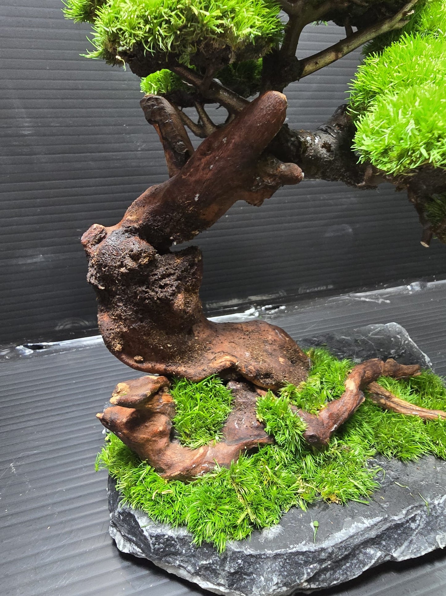 “Timber Serenity” — Preserved Botanical Sculpture E01