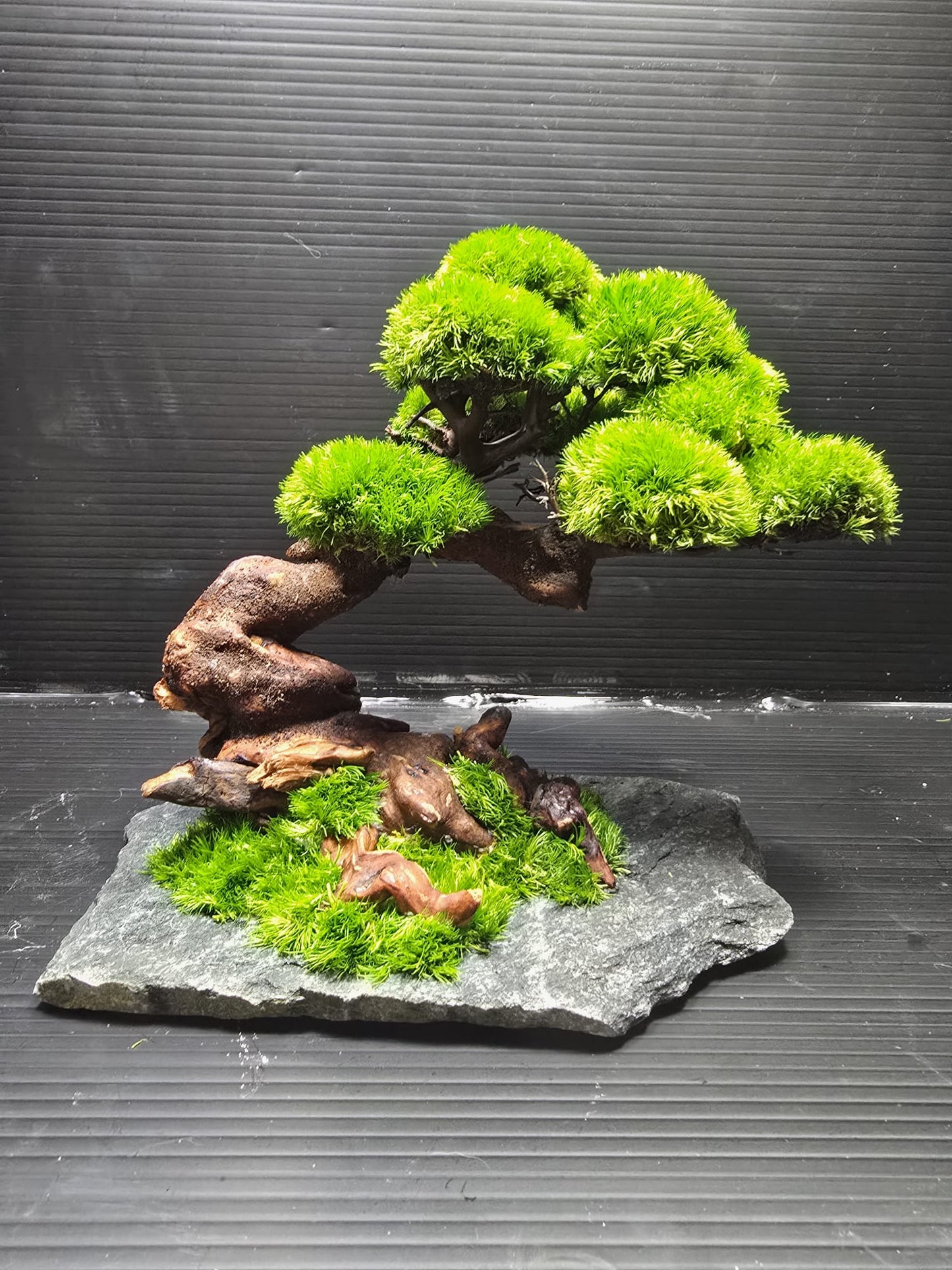 “Emerald Canopy” — Preserved Botanical Sculpture E02