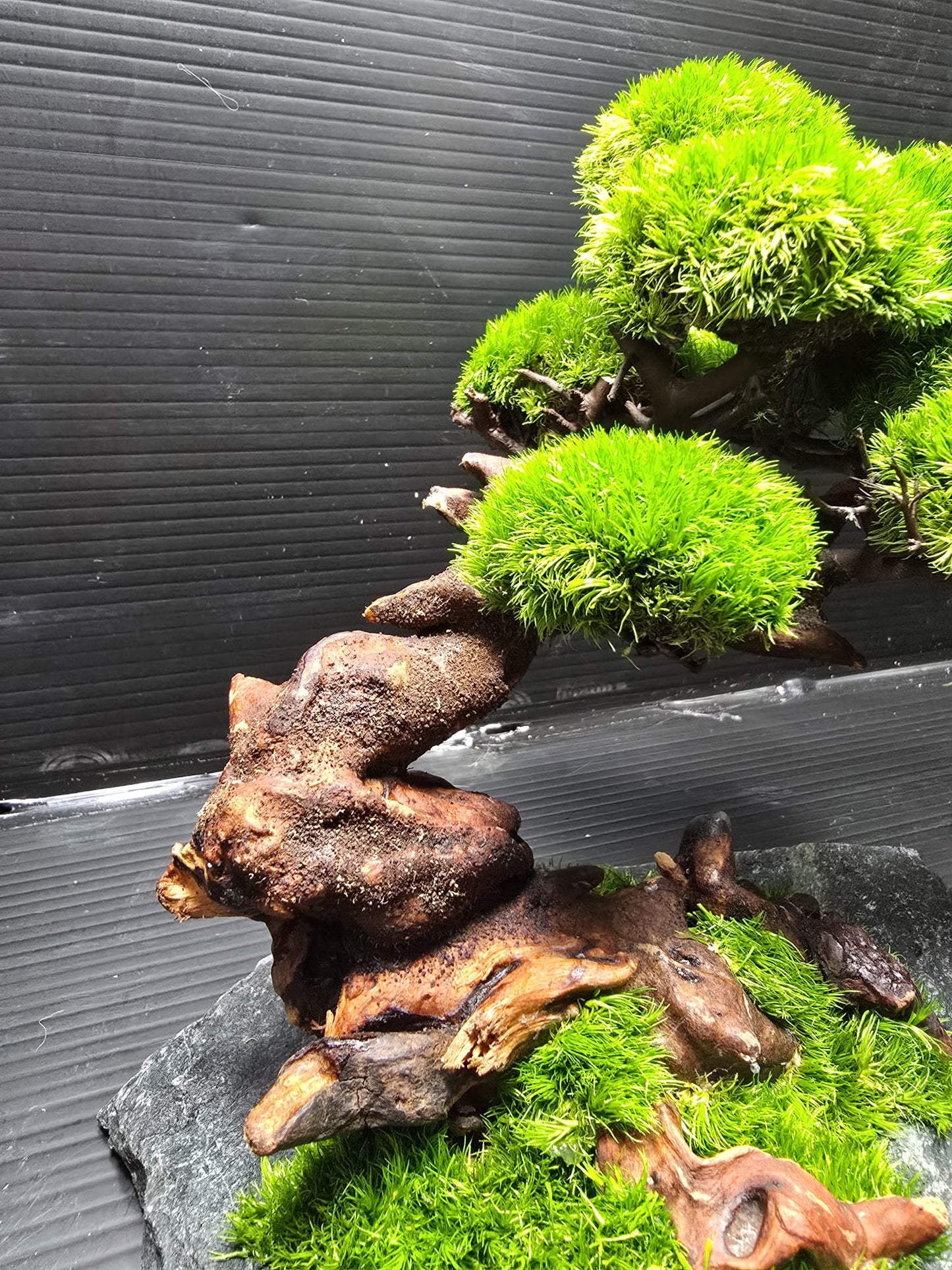 “Emerald Canopy” — Preserved Botanical Sculpture E02