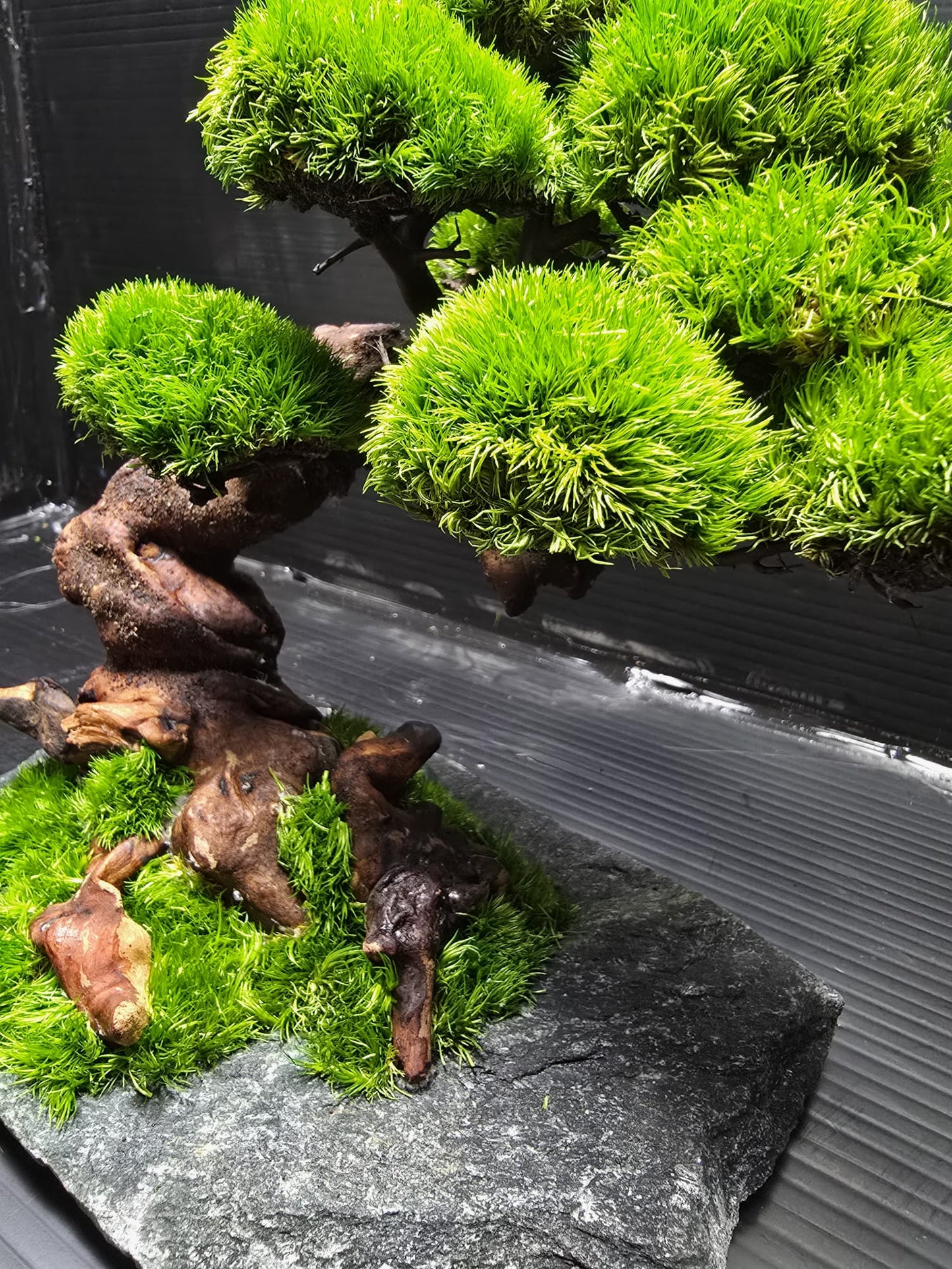 “Emerald Canopy” — Preserved Botanical Sculpture E02
