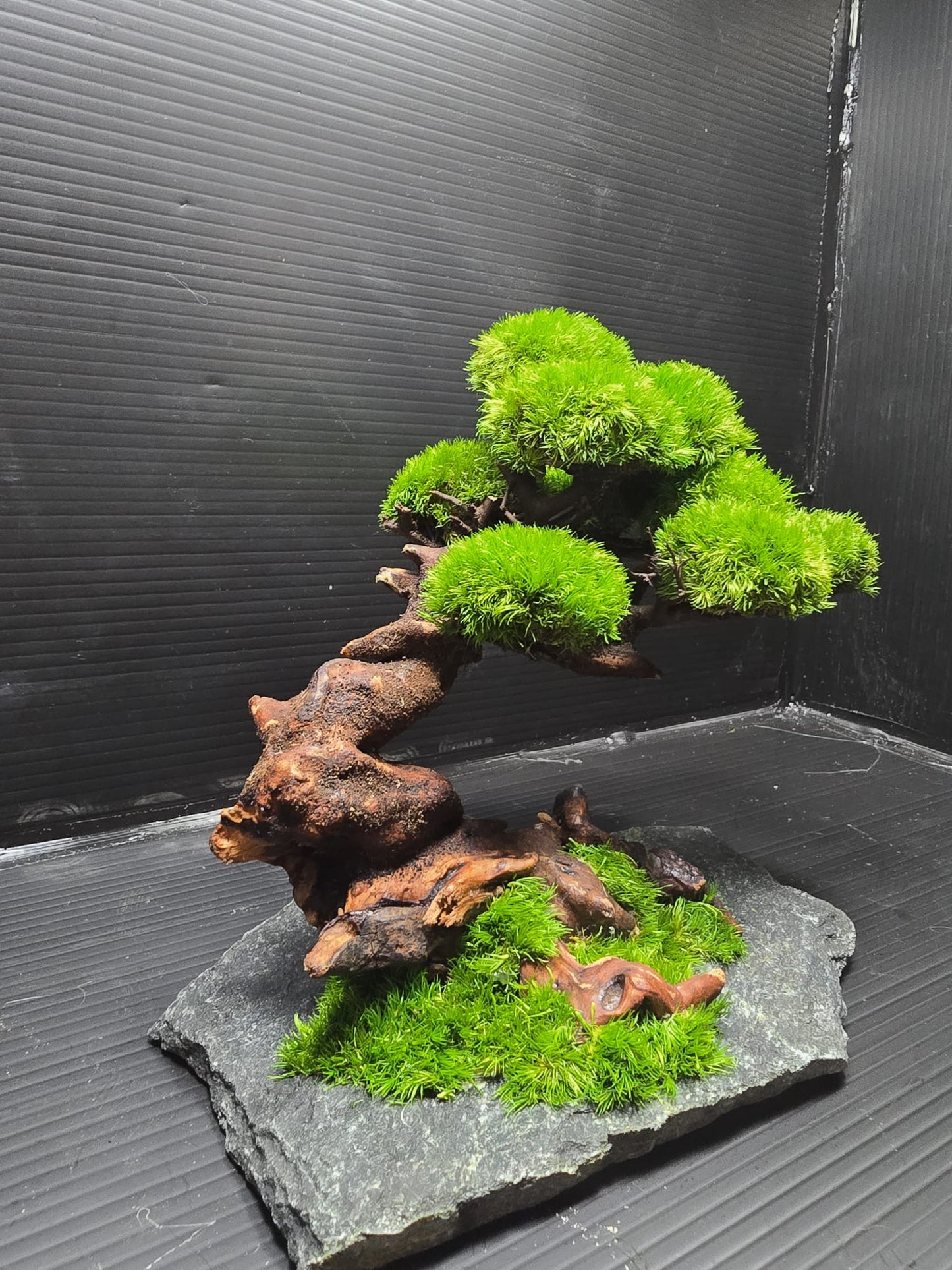“Emerald Canopy” — Preserved Botanical Sculpture E02