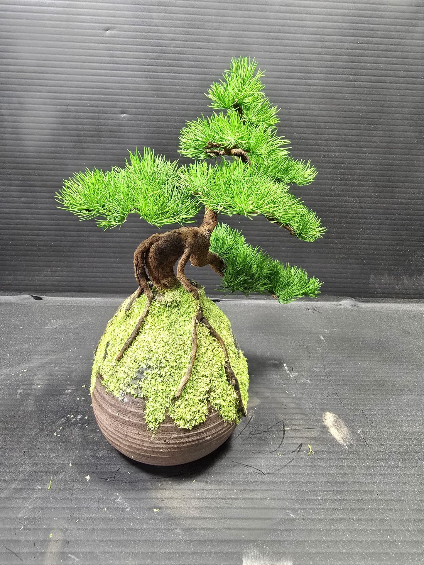 "Rooted Vessel" - Preserved Botanical Sculpture F10